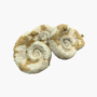 Fossil Replica